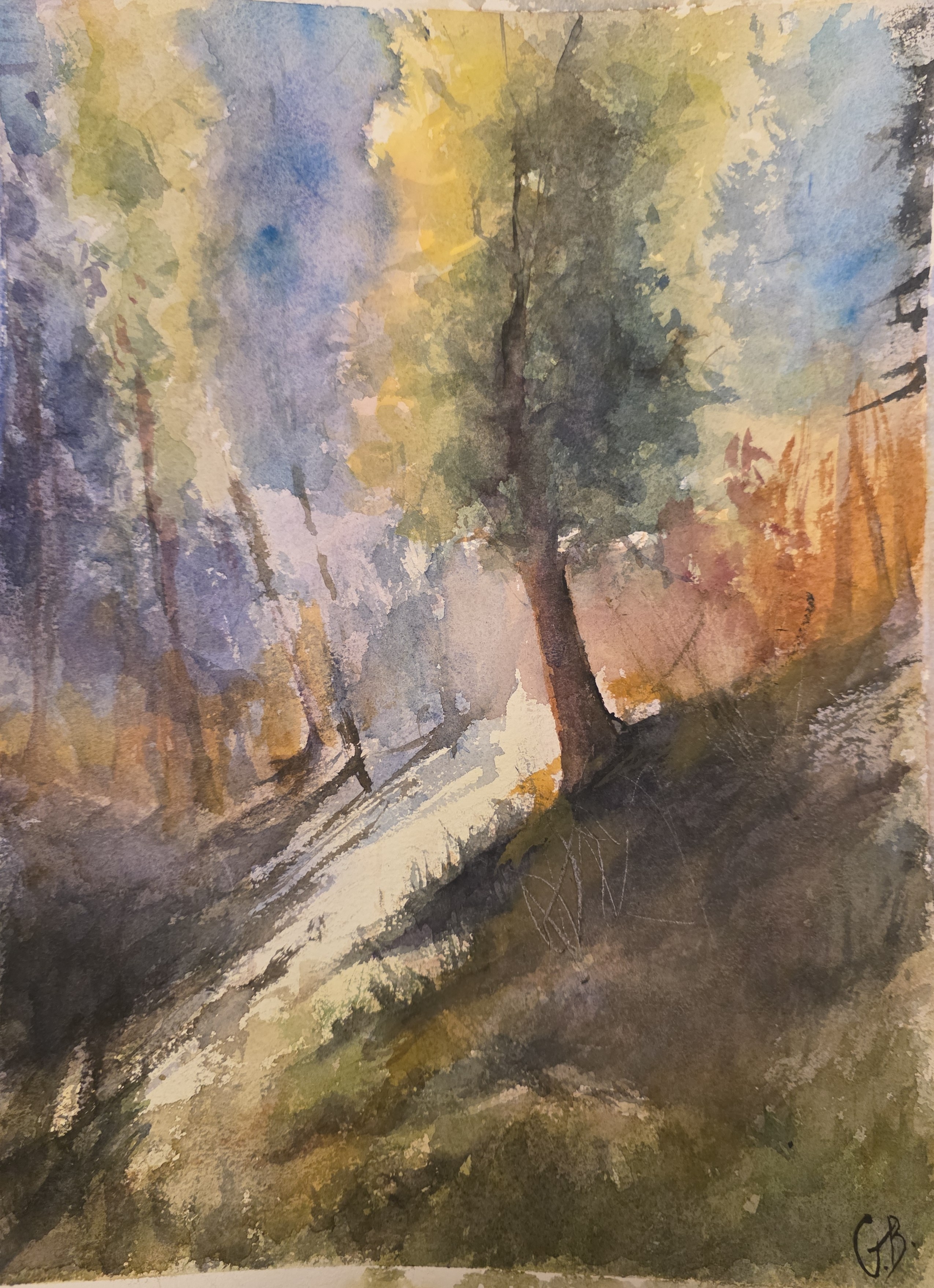 Forest Light 
