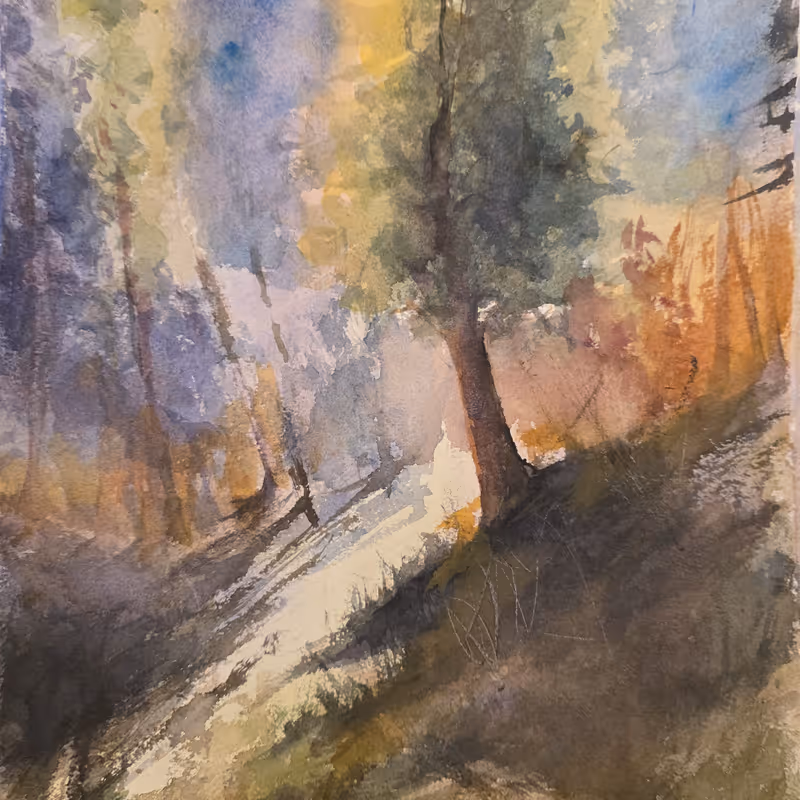 Forest Light 